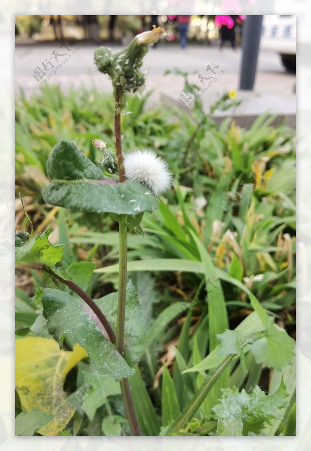 花草特写图片