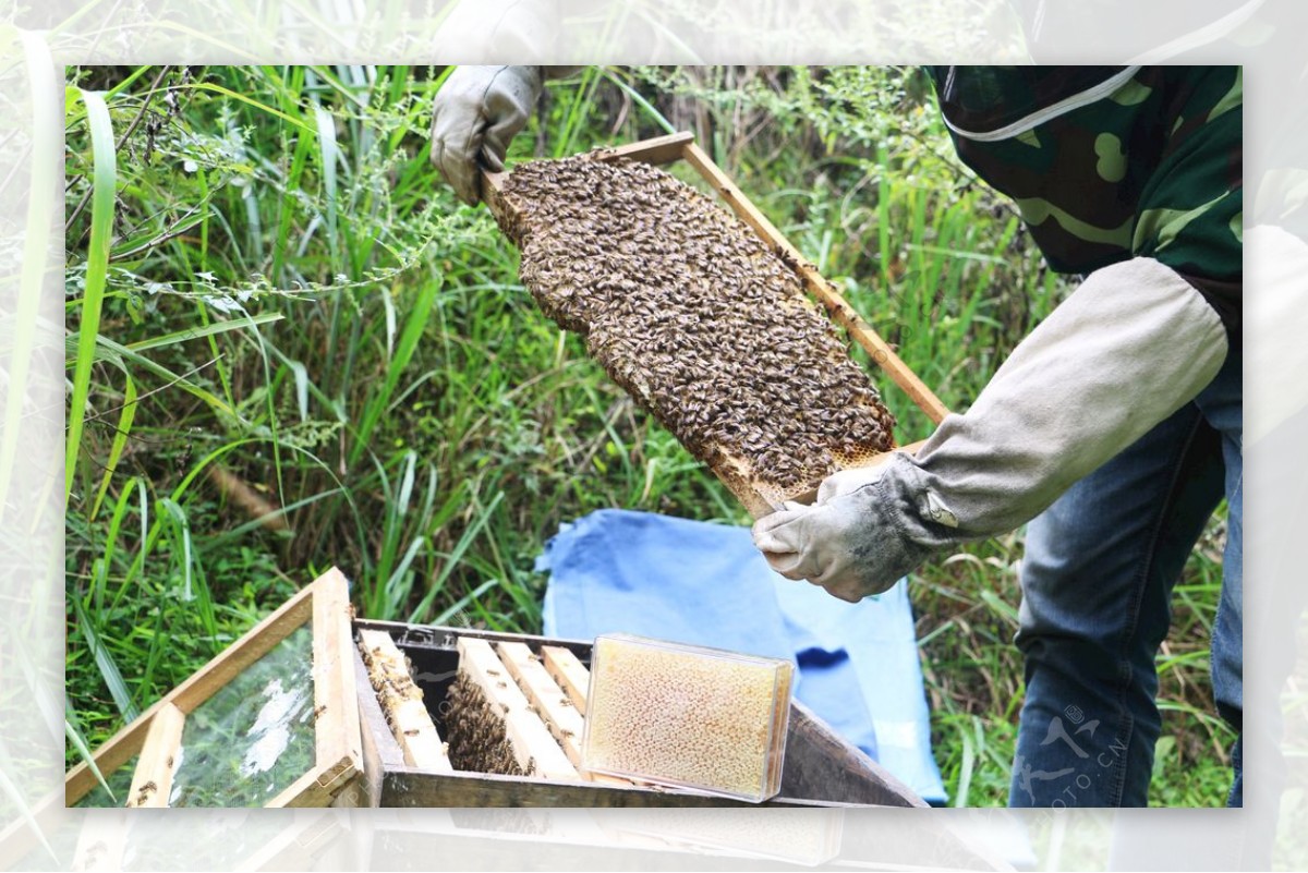 养蜂场蜜蜂图片