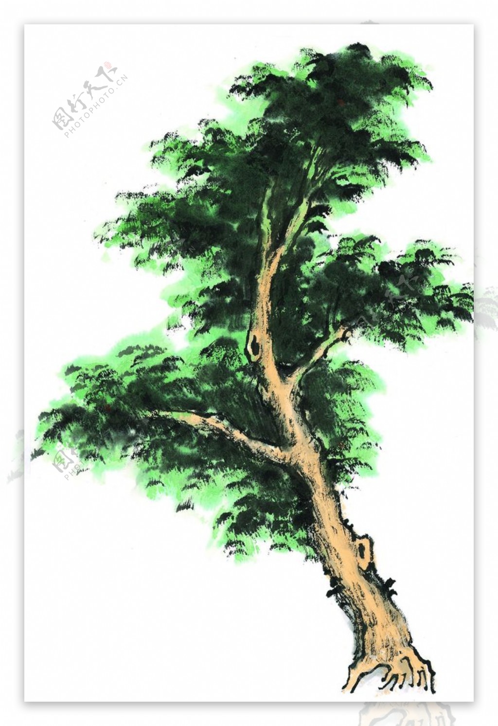 松树图片