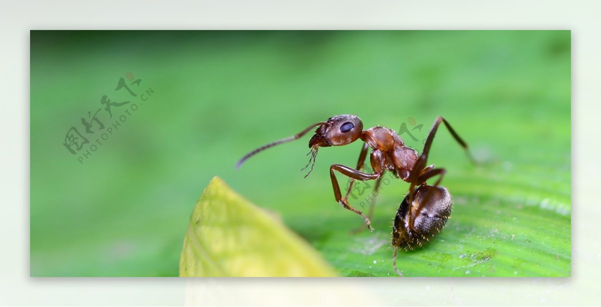大蚂蚁图片