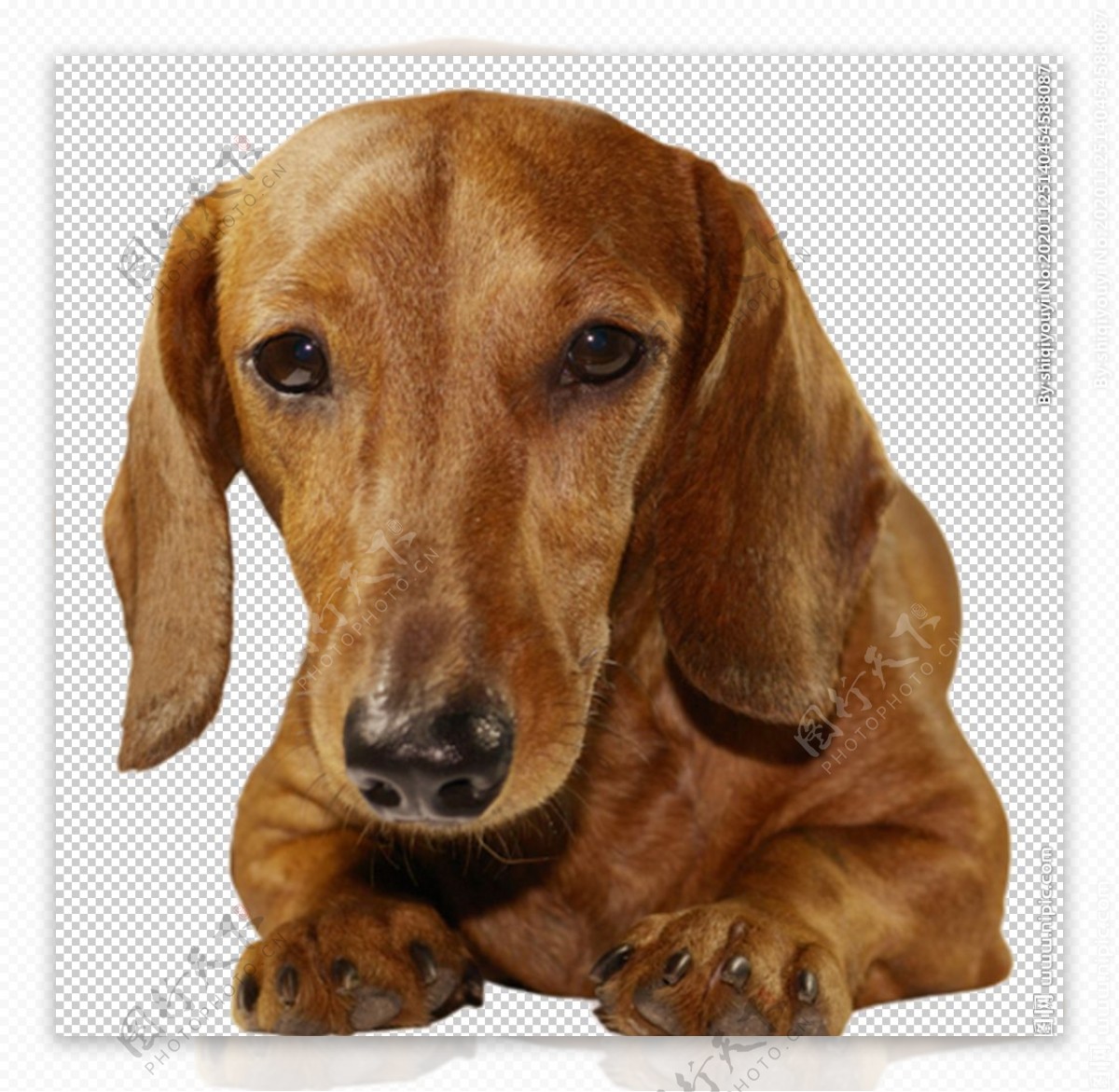 壁纸1024×768德国腊肠犬图片 宠物明星狗狗图片壁纸,宠物狗狗图鉴-迷你腊肠犬壁纸(第二集)壁纸图片-动物壁纸-动物图片素材-桌面壁纸