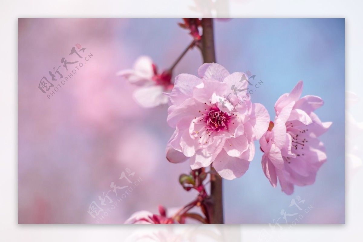 春天户外清新海棠花图片