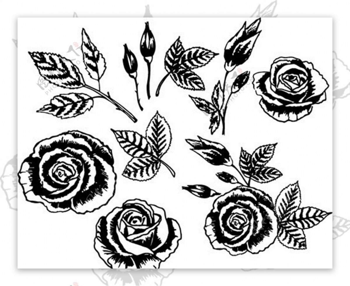 黑白手绘风花朵图片