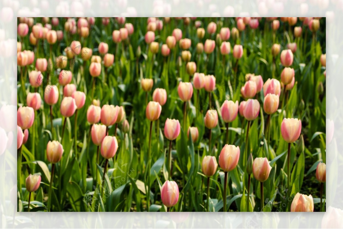 花卉园的郁金香花丛图片