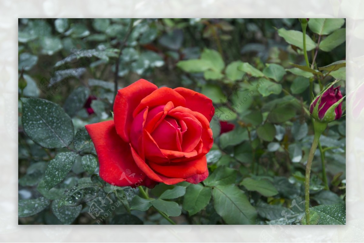 花卉摄影素材大红玫瑰图片