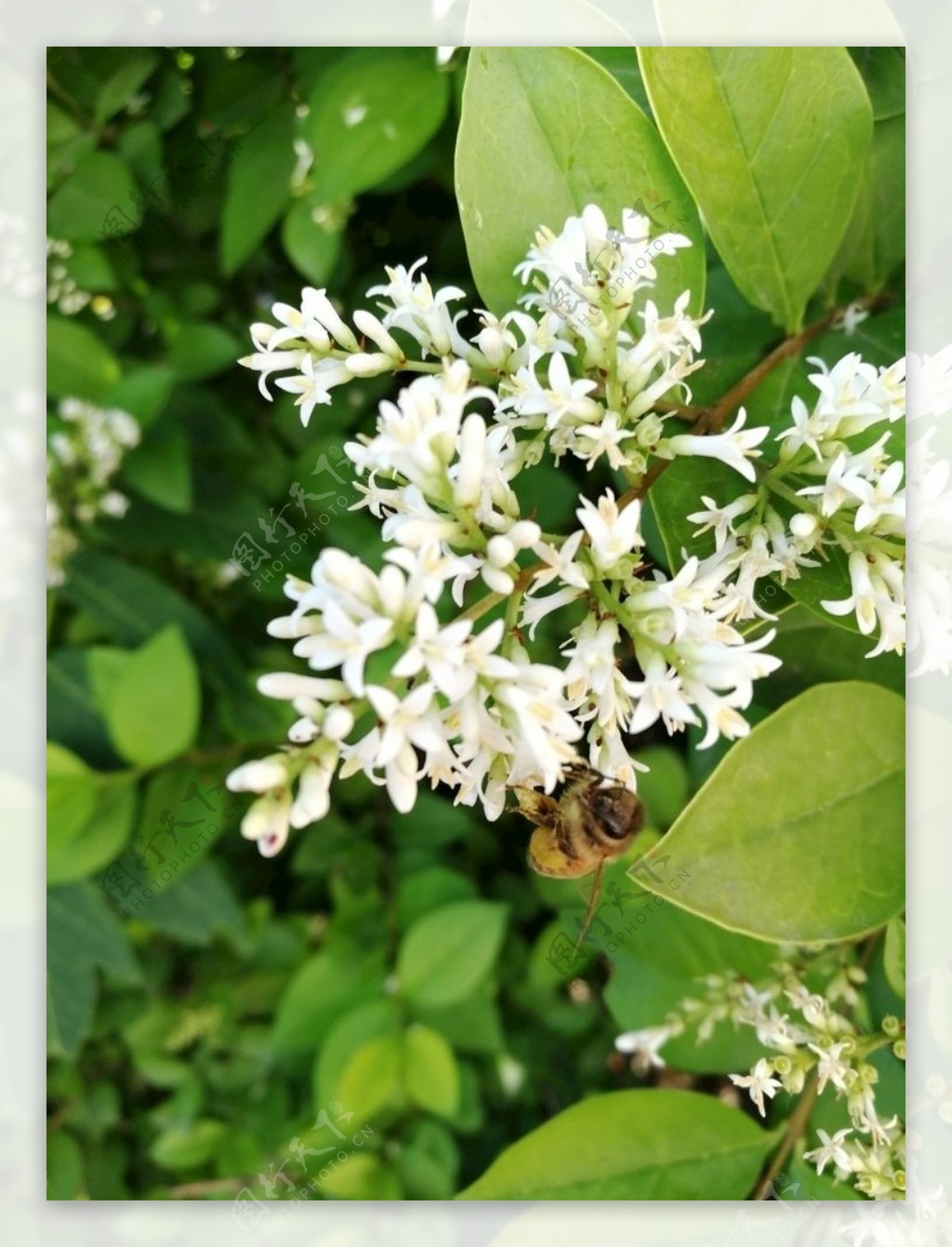 蜜蜂白花图片