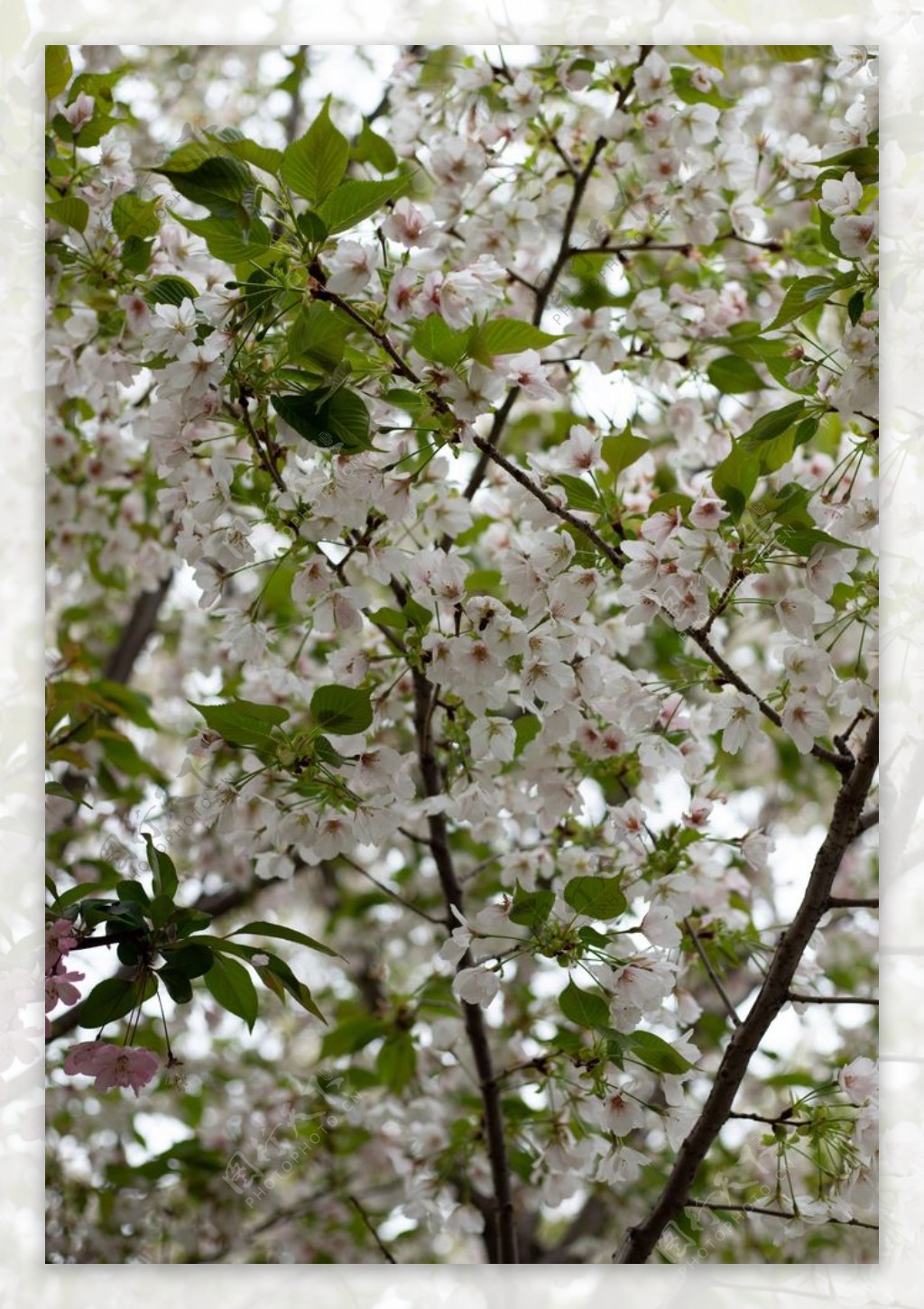 枝头上盛开的茉莉花图片