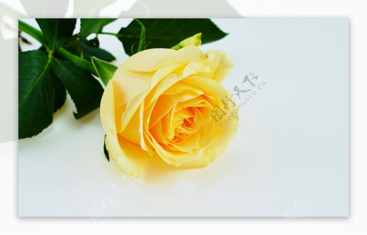黄色玫瑰高清特写图片