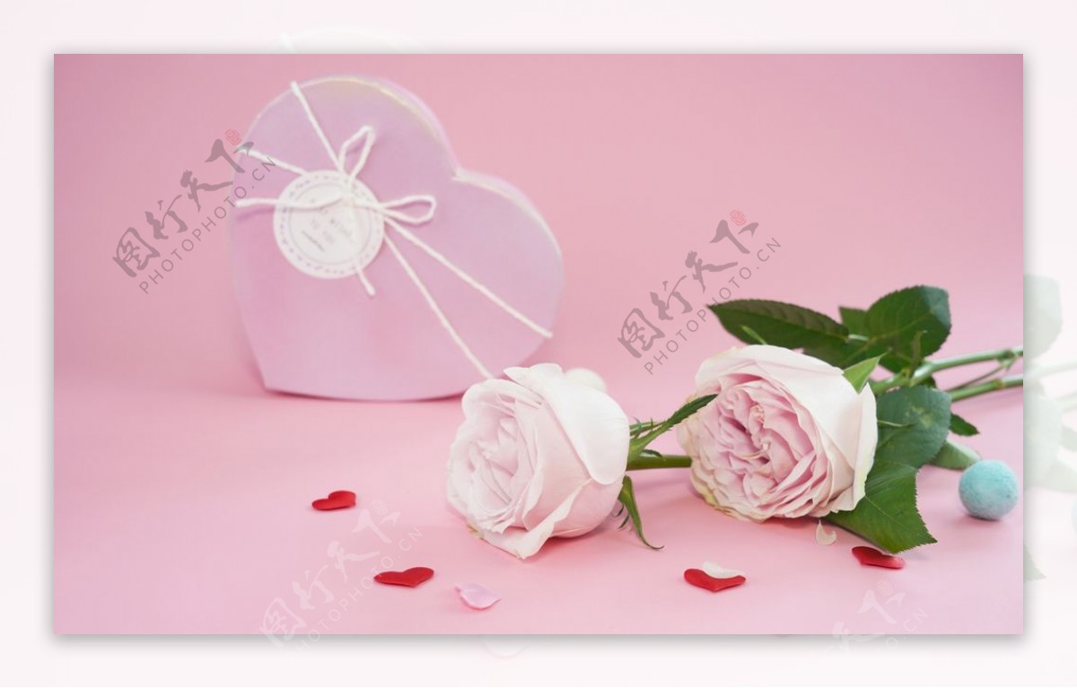 粉色玫瑰花拍摄素材图片