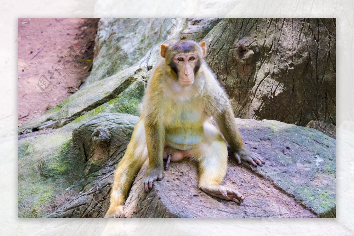 树桩上的坐着的猴子图片