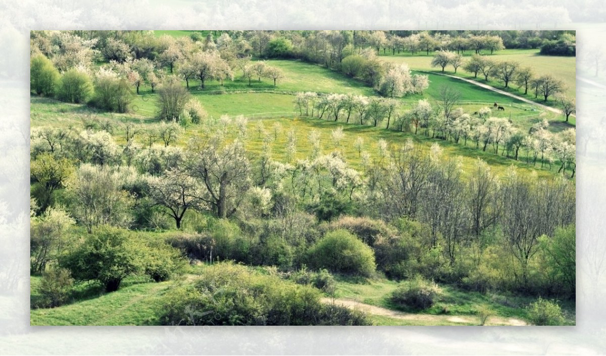 春季自然景观图片