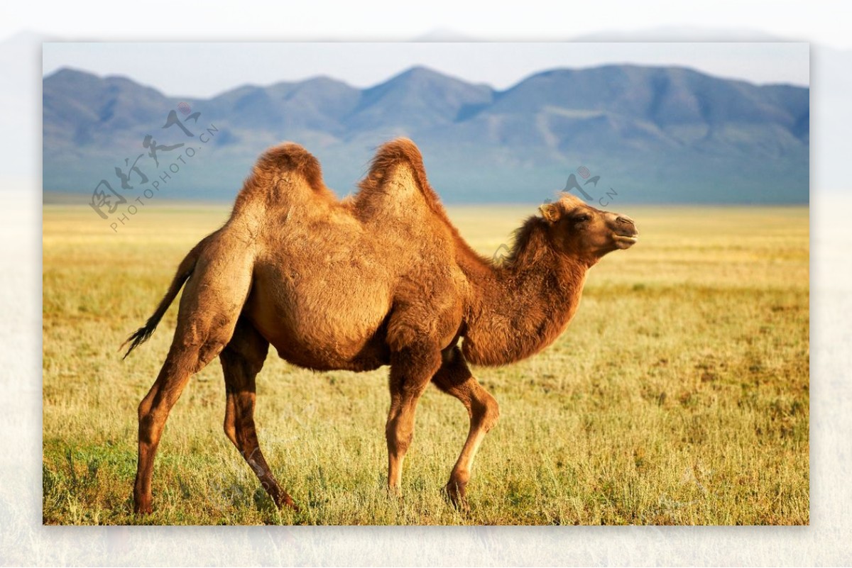 骆驼高清大图图片