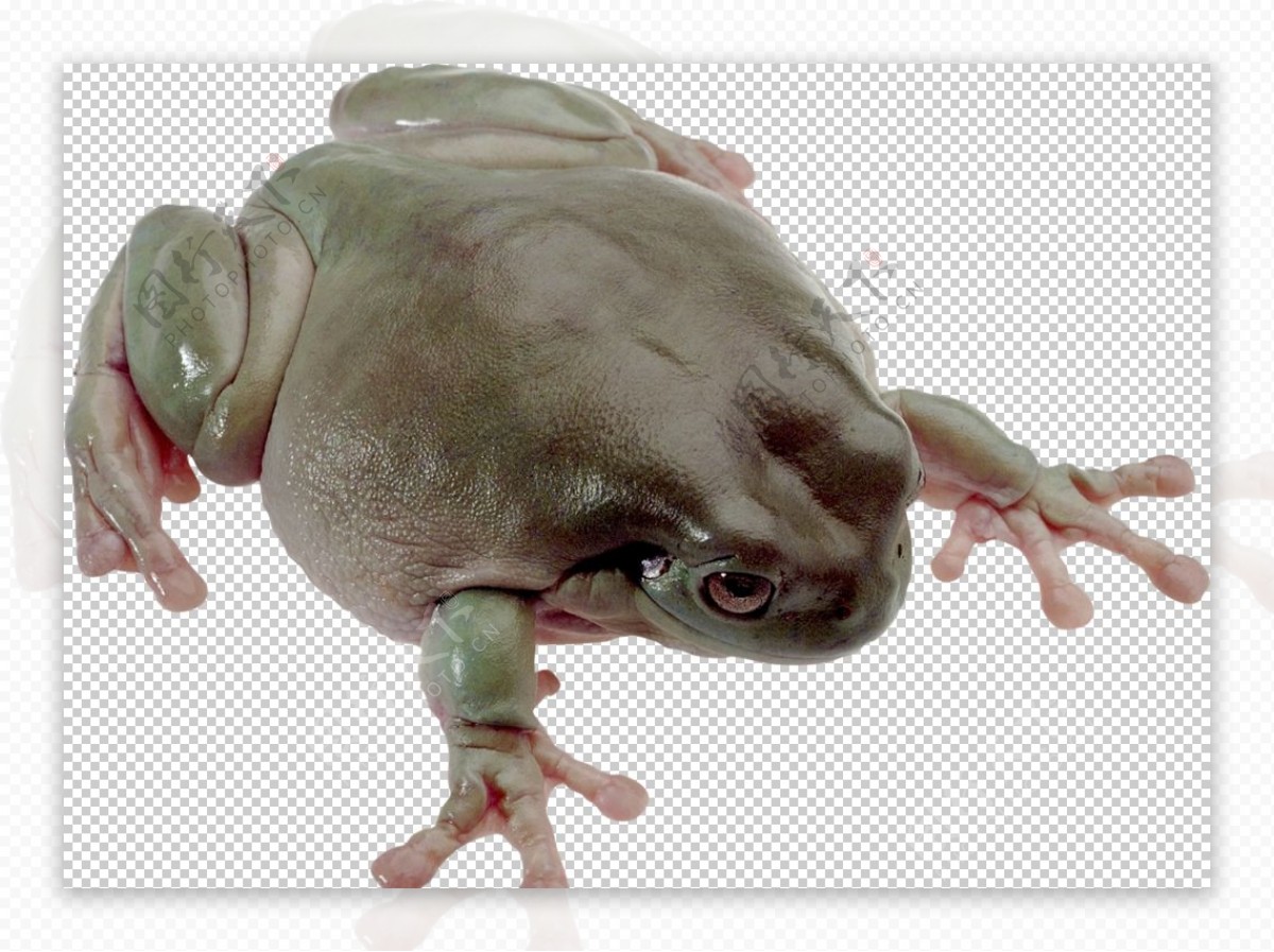 牛蛙图片