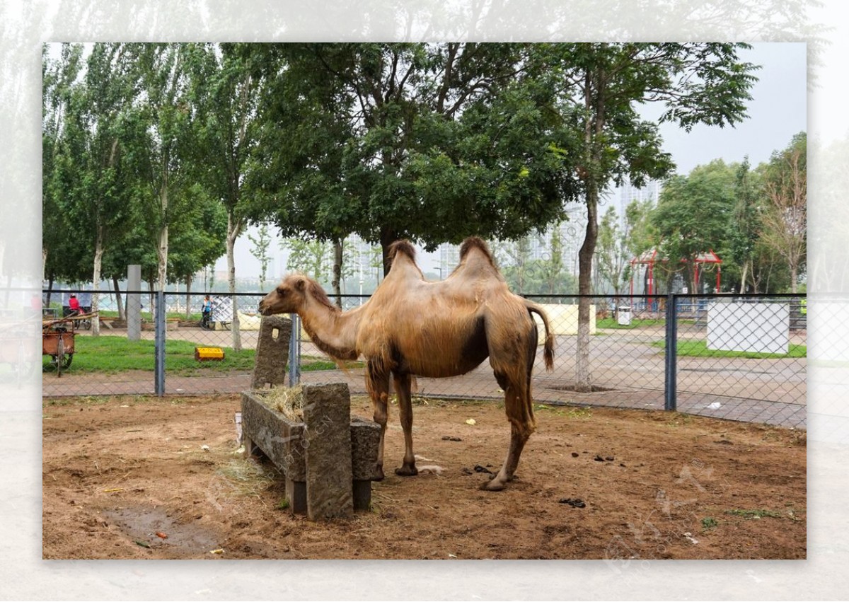 骆驼高清拍摄图片