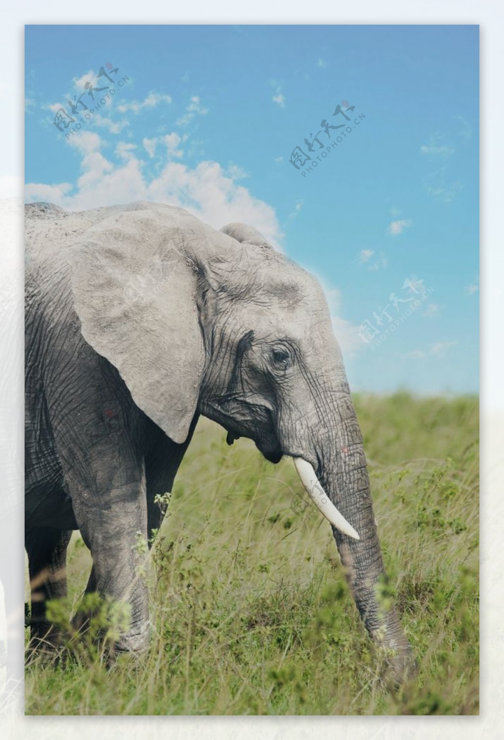 大象 象牙 厚皮动物 - Pixabay上的免费图片 - Pixabay