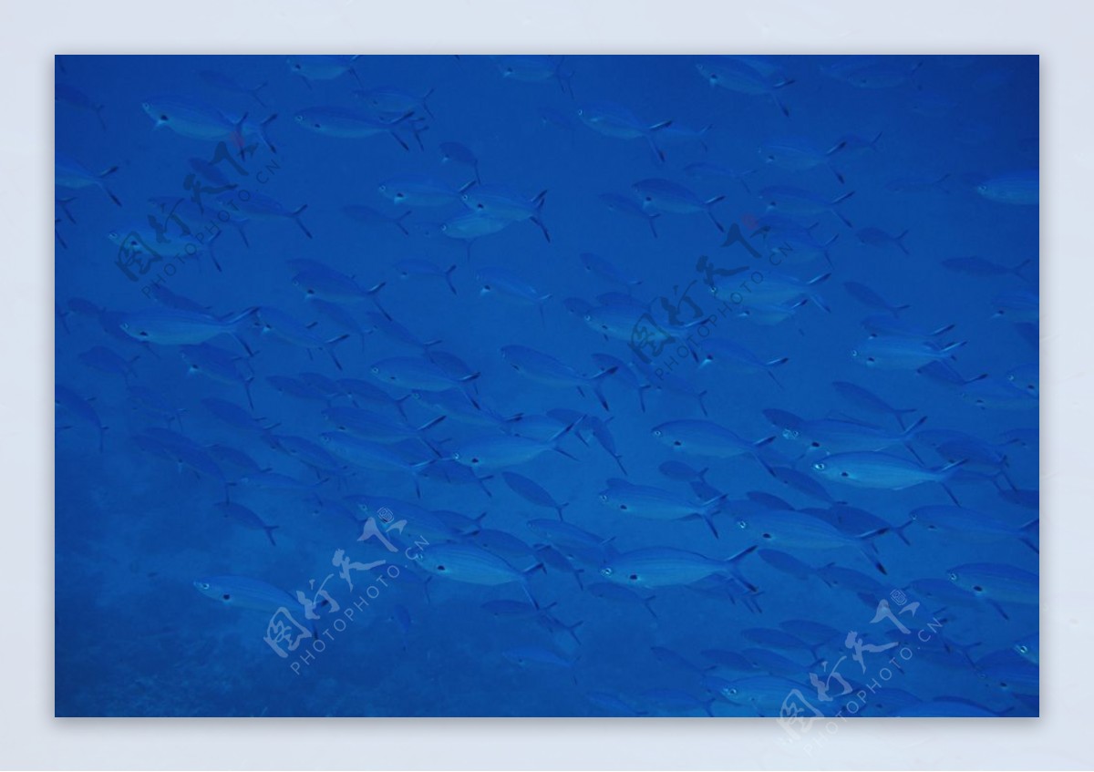 海底的鱼群图片