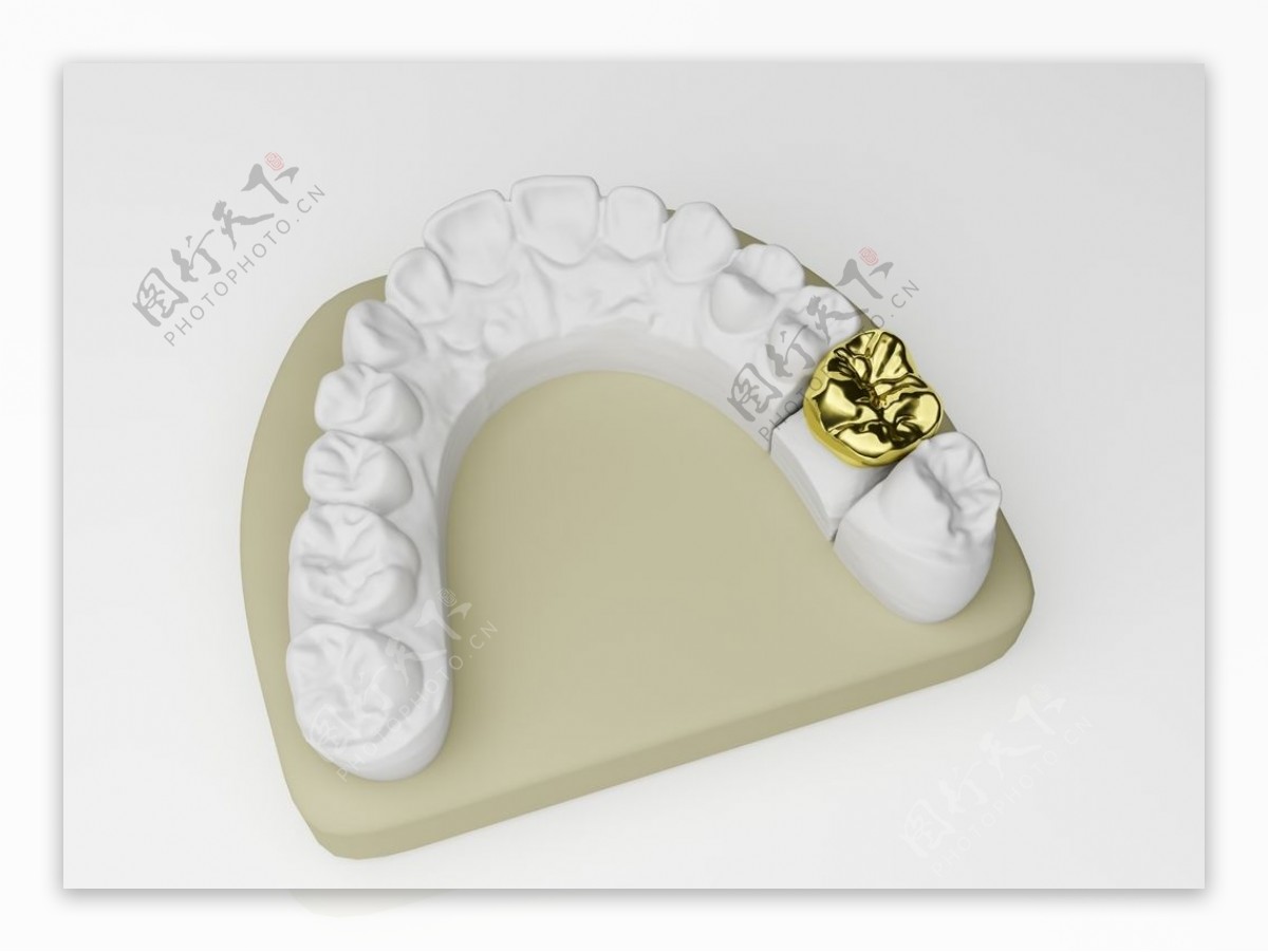 牙齿模型图片