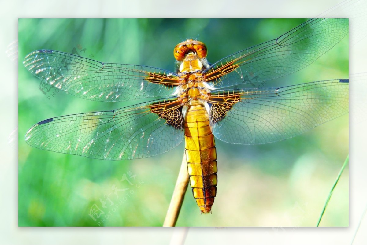 【蜻蜓摄影图片】生态摄影_太平洋电脑网摄影部落