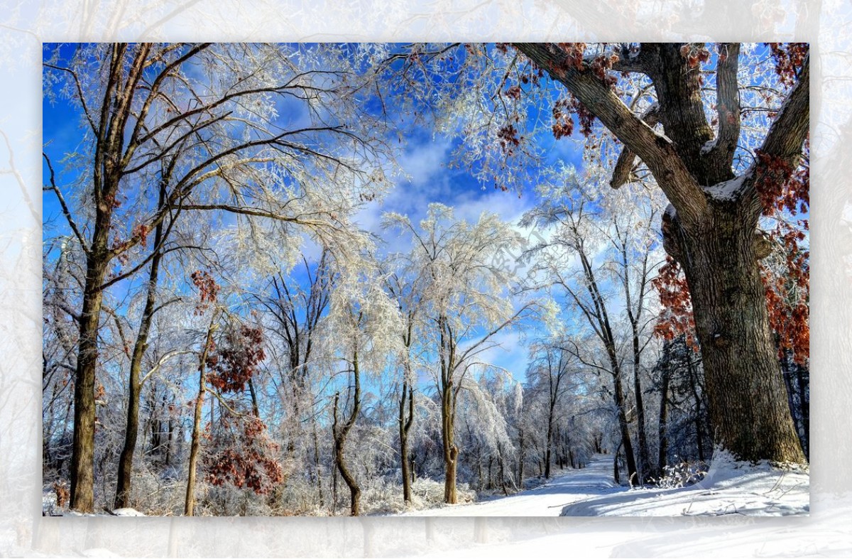 雪景图片