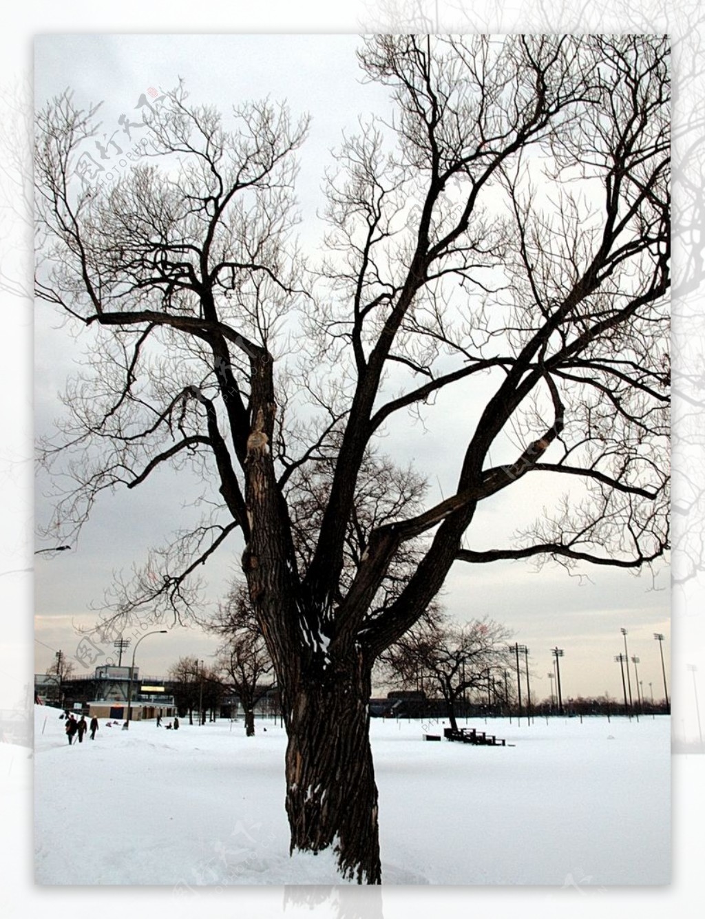 雪景图片