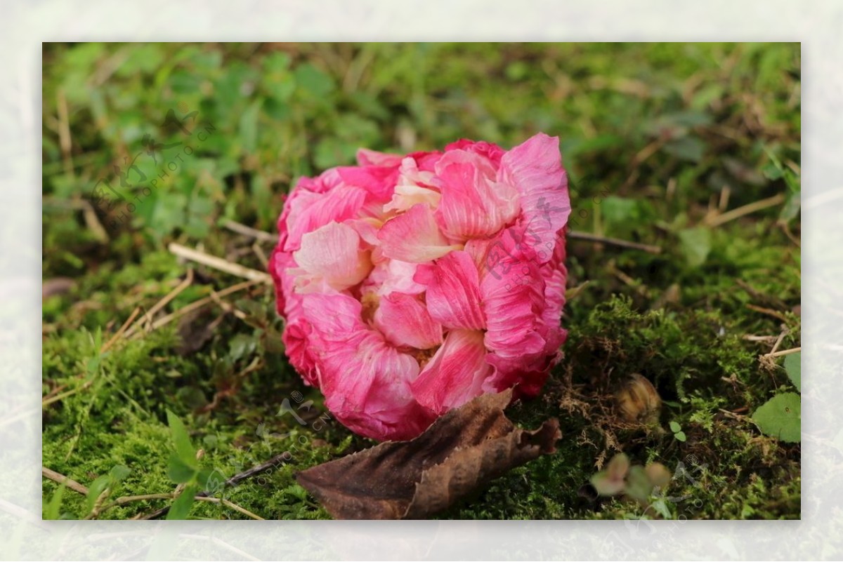 芙蓉花图片