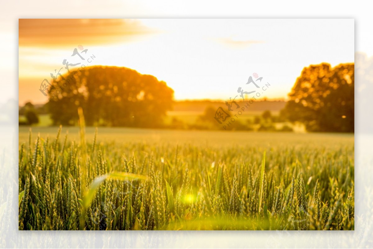 风景小麦黄昏图片
