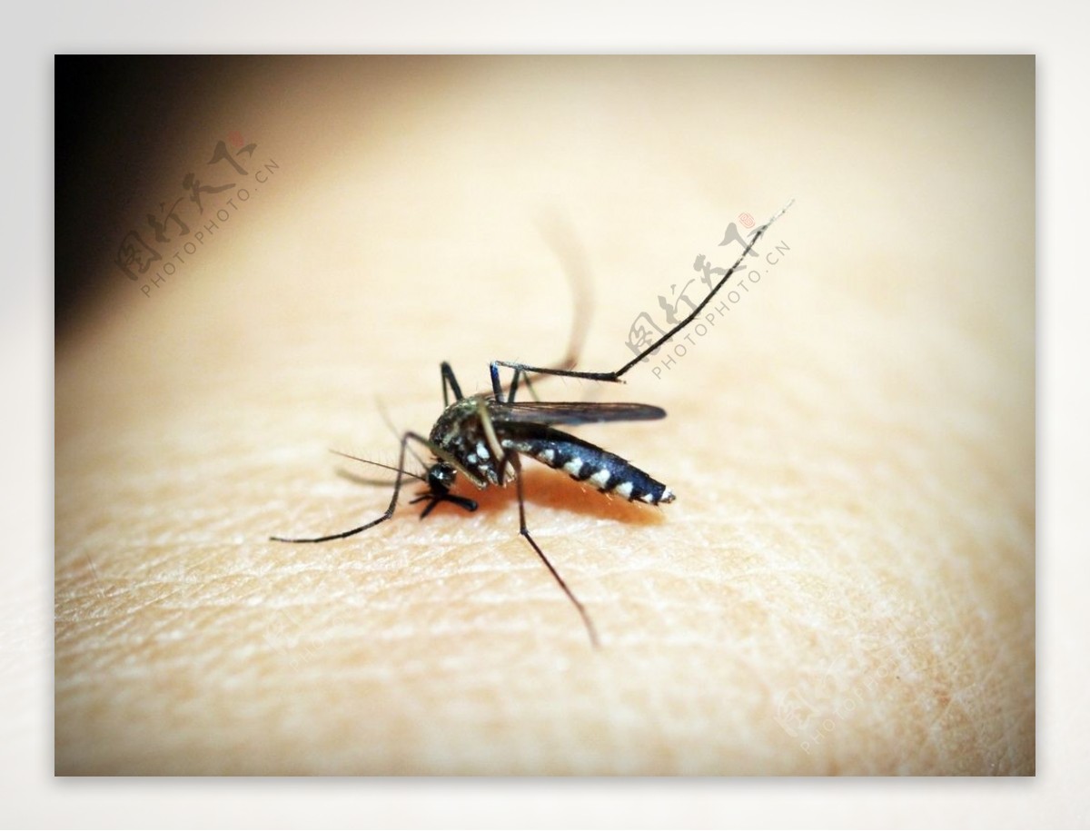 蚊子相关设计图__卡通设计_广告设计_设计图库_昵图网nipic.com