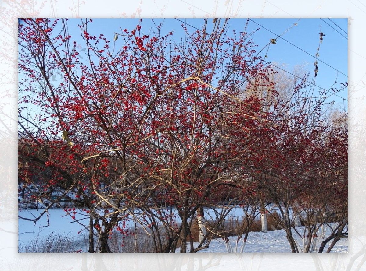 小红果树图片